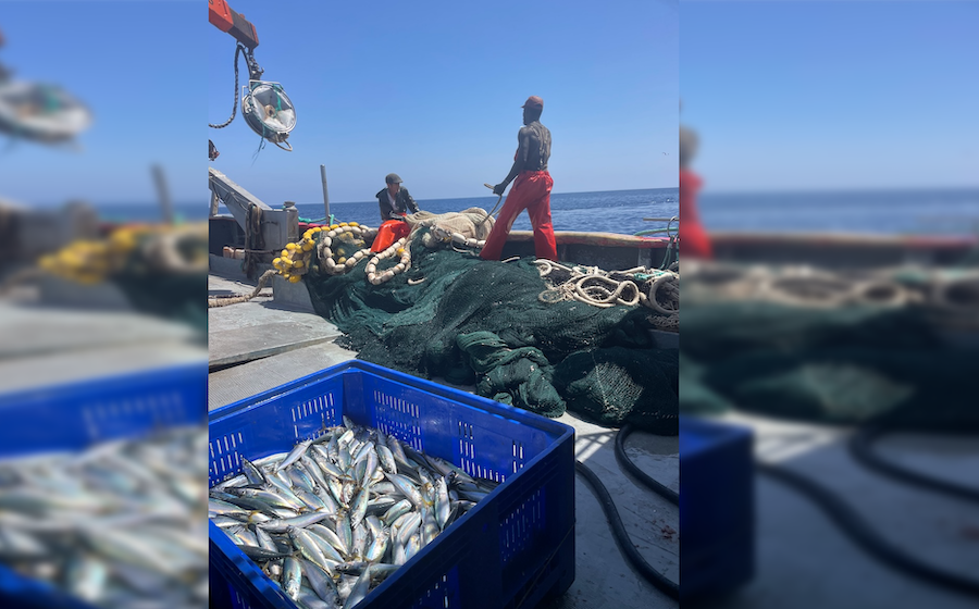 Caballeros, en plena pesca de la caballa.