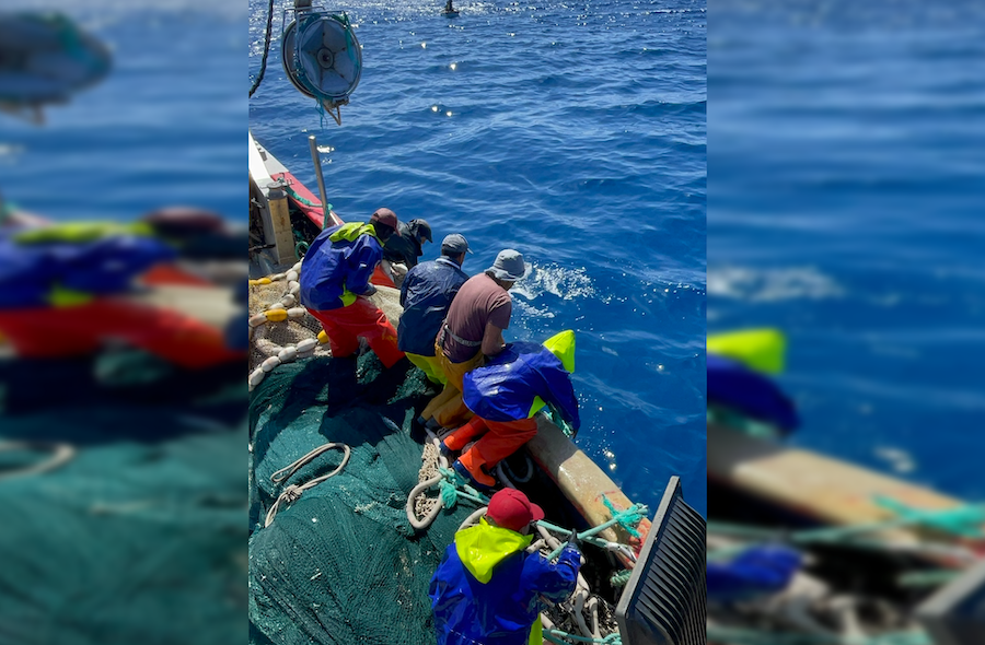 Caballeros, afanándose en la pesca de caballas.